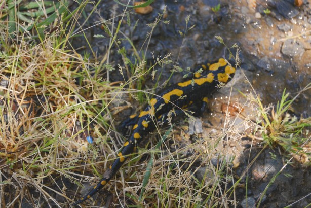 Foto - Amanoslar'da görüldü! Tehdit altında