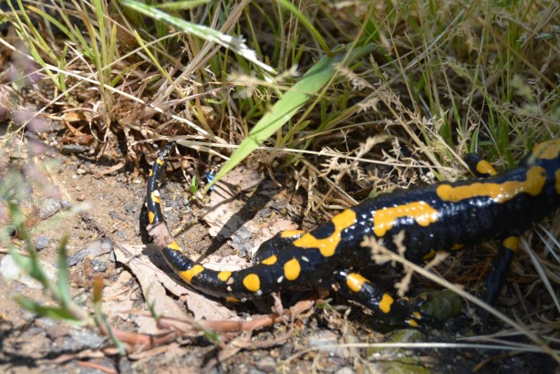 Amanoslar'da görüldü! Tehdit altında