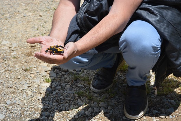 Foto - Amanoslar'da görüldü! Tehdit altında
