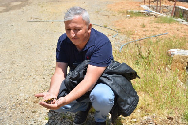 Foto - Amanoslar'da görüldü! Tehdit altında