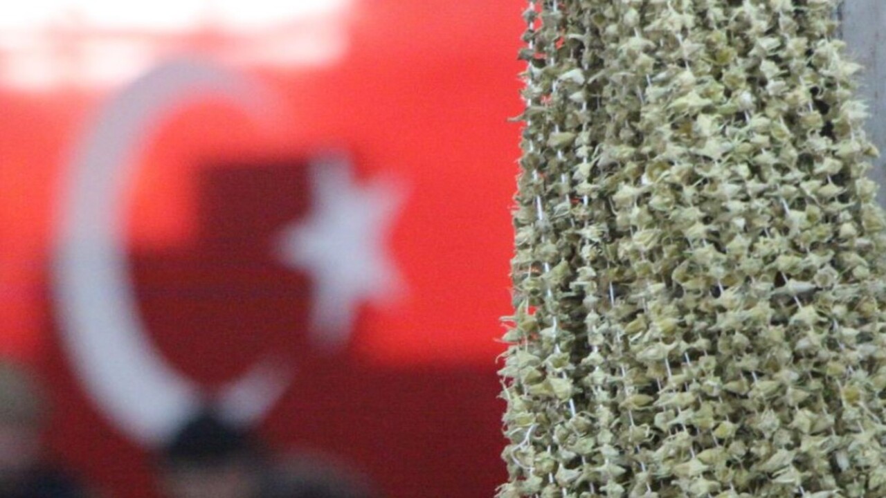 Foto - Amasya’da bambanın fiyatı çeyrek altını geçti