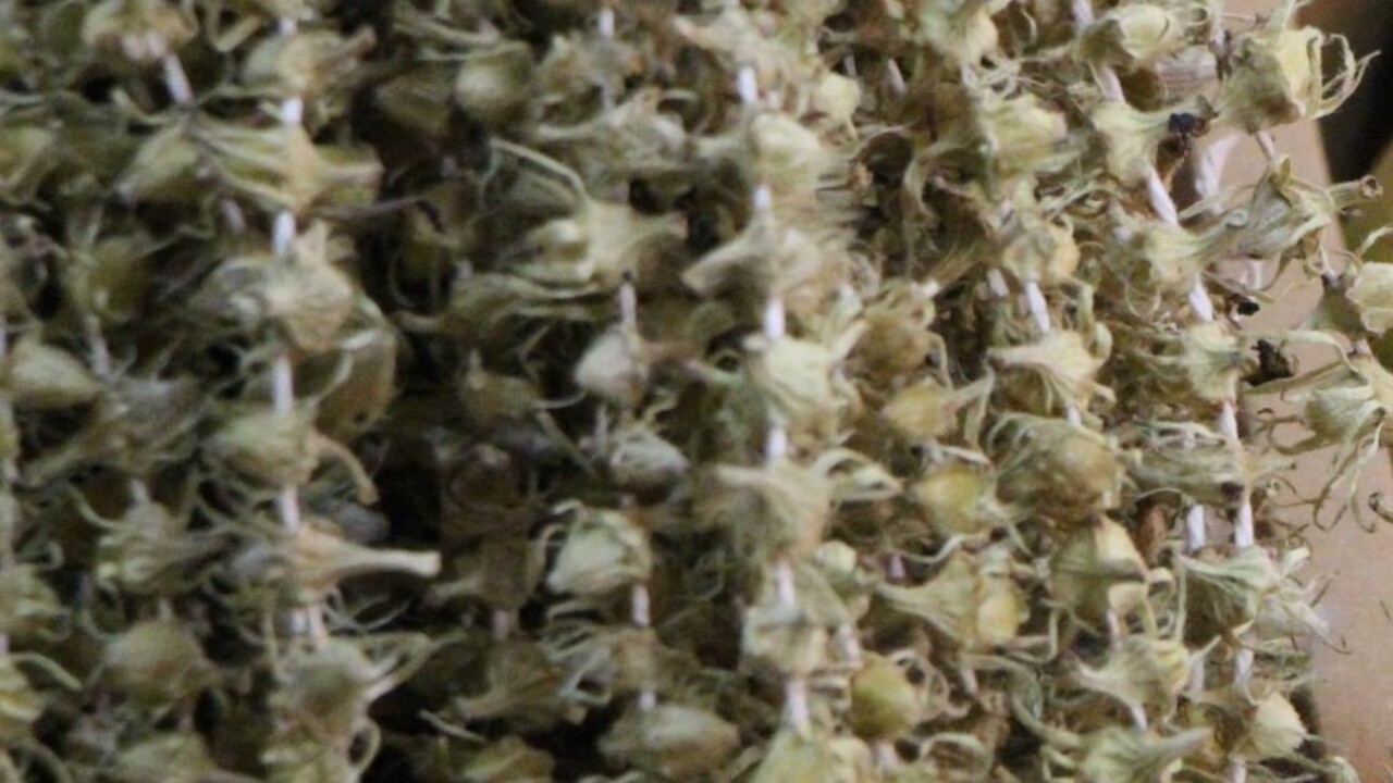 Foto - Amasya’da bambanın fiyatı çeyrek altını geçti