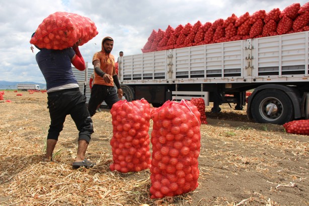 Foto - Amasya’da soğan tarlada 6 TL