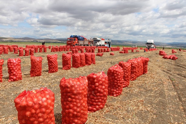 Foto - Amasya’da soğan tarlada 6 TL
