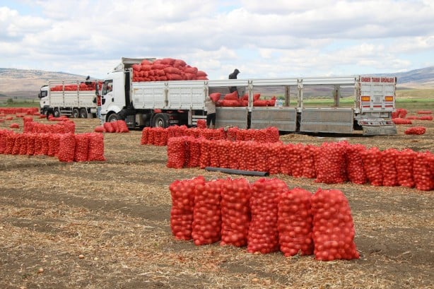 Foto - Amasya’da soğan tarlada 6 TL