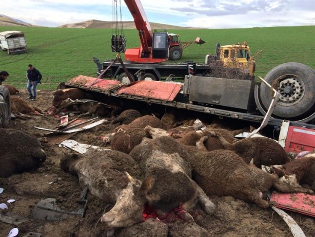 Foto - Amasya'da Tır kontrolden çıktı büyükbaş hayvanlar telef oldu