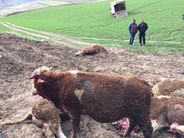 Foto - Amasya'da Tır kontrolden çıktı büyükbaş hayvanlar telef oldu