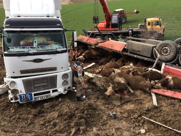 Foto - Amasya'da Tır kontrolden çıktı büyükbaş hayvanlar telef oldu
