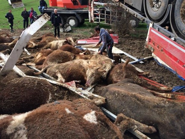 Foto - Amasya'da Tır kontrolden çıktı büyükbaş hayvanlar telef oldu