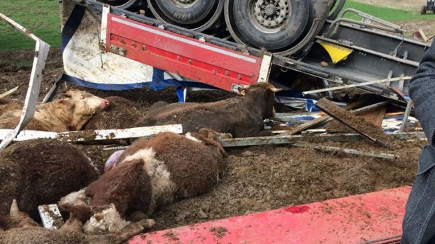 Foto - Amasya'da Tır kontrolden çıktı büyükbaş hayvanlar telef oldu
