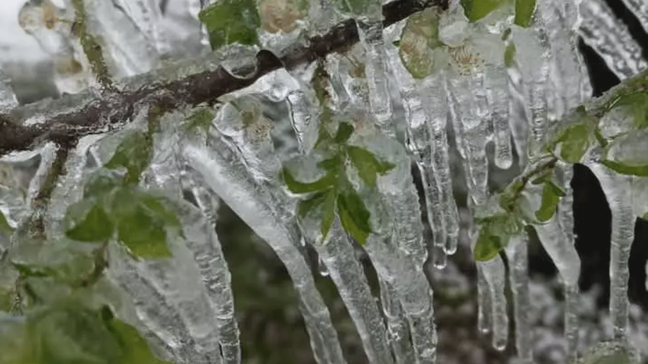Foto - Amasyalı vatandaştan akılalmaz yöntem: 300'ünü birden dondurdu!