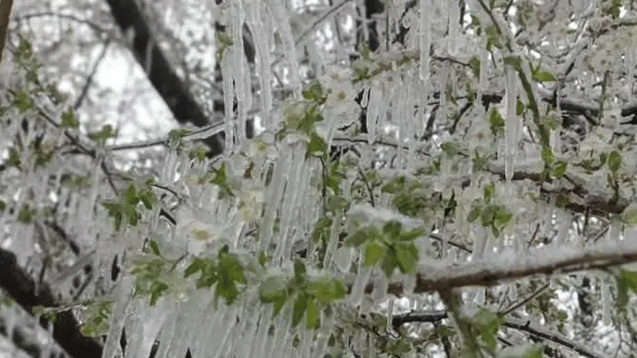 Foto - Amasyalı vatandaştan akılalmaz yöntem: 300'ünü birden dondurdu!