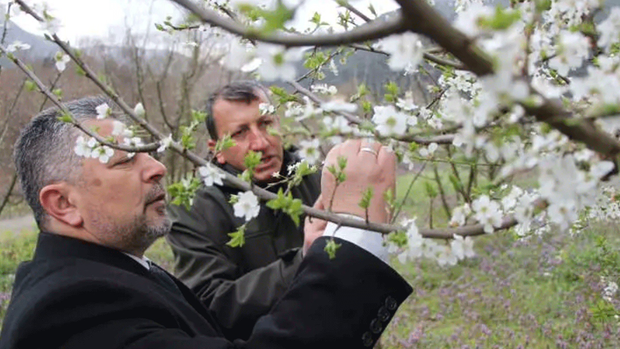 Foto - Amasyalı vatandaştan akılalmaz yöntem: 300'ünü birden dondurdu!