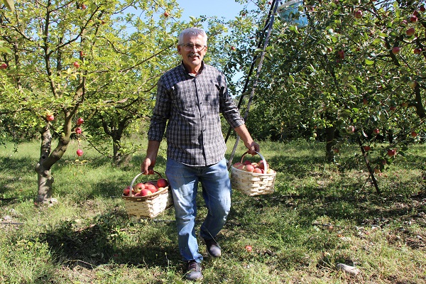 Foto - Amasyalılar bu meyveyi 2 bin yıldır yetiştiriyor