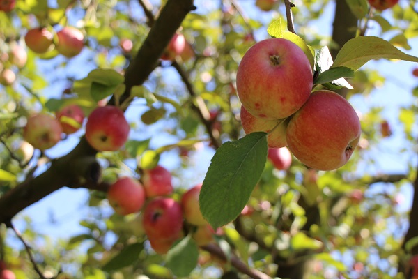 Foto - Amasyalılar bu meyveyi 2 bin yıldır yetiştiriyor