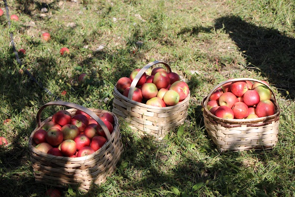 Foto - Amasyalılar bu meyveyi 2 bin yıldır yetiştiriyor