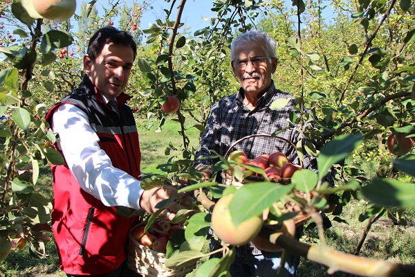 Foto - Amasyalılar bu meyveyi 2 bin yıldır yetiştiriyor