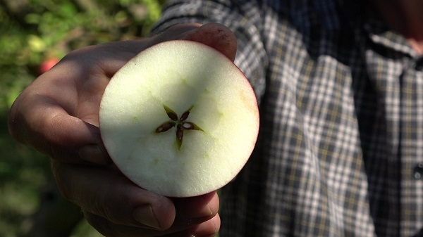 Amasyalılar bu meyveyi 2 bin yıldır yetiştiriyor