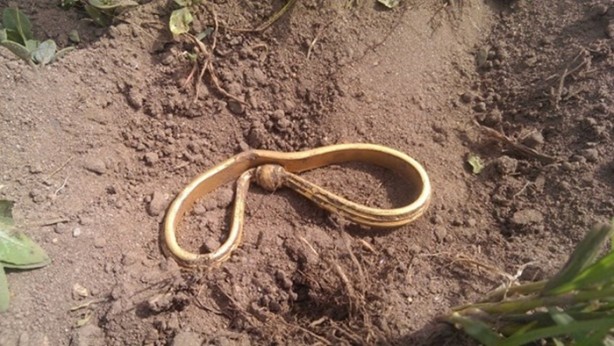 Foto - Amatör arkeologlardan önemli buluş