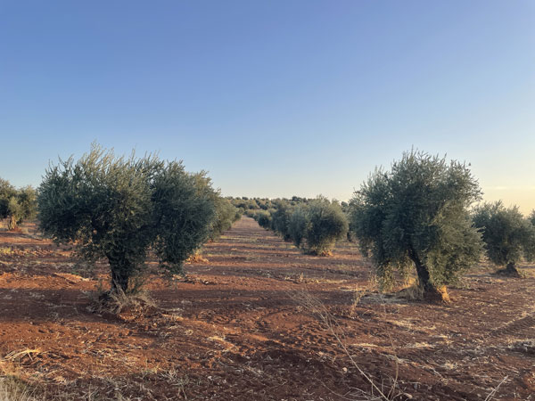 Foto - Amerika, Katar, Kanada ve daha niceleri... Kilis'te yetişiyor, müthiş ilgi görüyor
