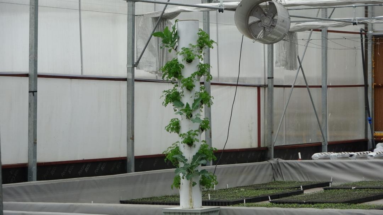 Foto - Amerika’da görüp Trabzon’da kurdu! "Bundan hiç kimseciklerin haberi yok" dedi! Elif hanım öyle bir şey yapmış ki...