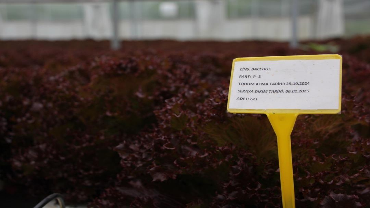 Foto - Amerika’da görüp Trabzon’da kurdu! "Bundan hiç kimseciklerin haberi yok" dedi! Elif hanım öyle bir şey yapmış ki...