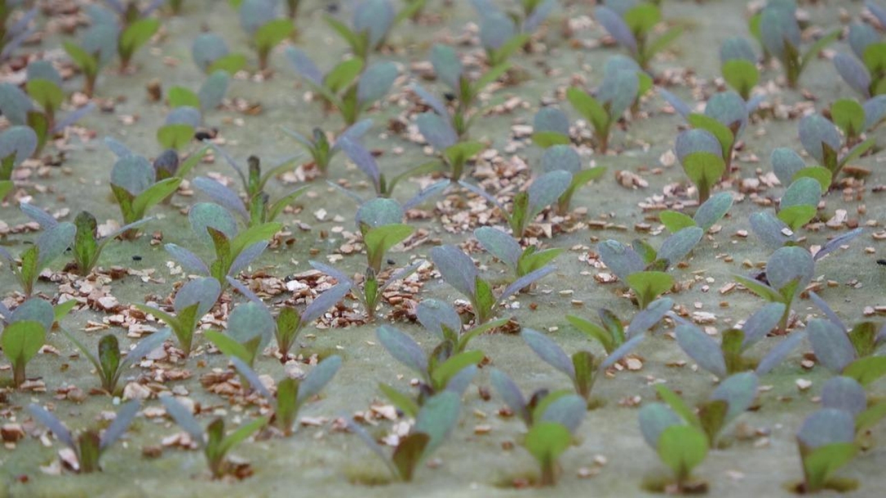 Foto - Amerika’da görüp Trabzon’da kurdu! "Bundan hiç kimseciklerin haberi yok" dedi! Elif hanım öyle bir şey yapmış ki...