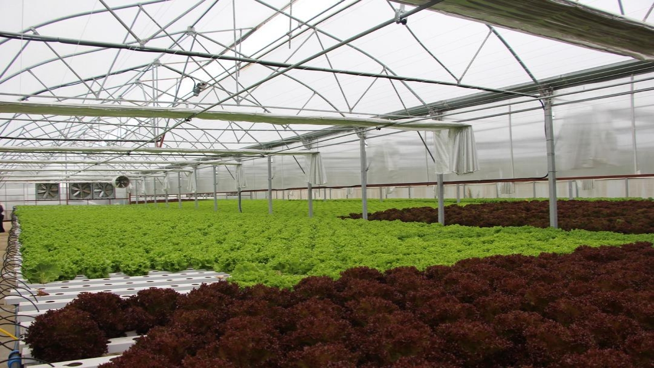 Foto - Amerika’da görüp Trabzon’da kurdu! "Bundan hiç kimseciklerin haberi yok" dedi! Elif hanım öyle bir şey yapmış ki...