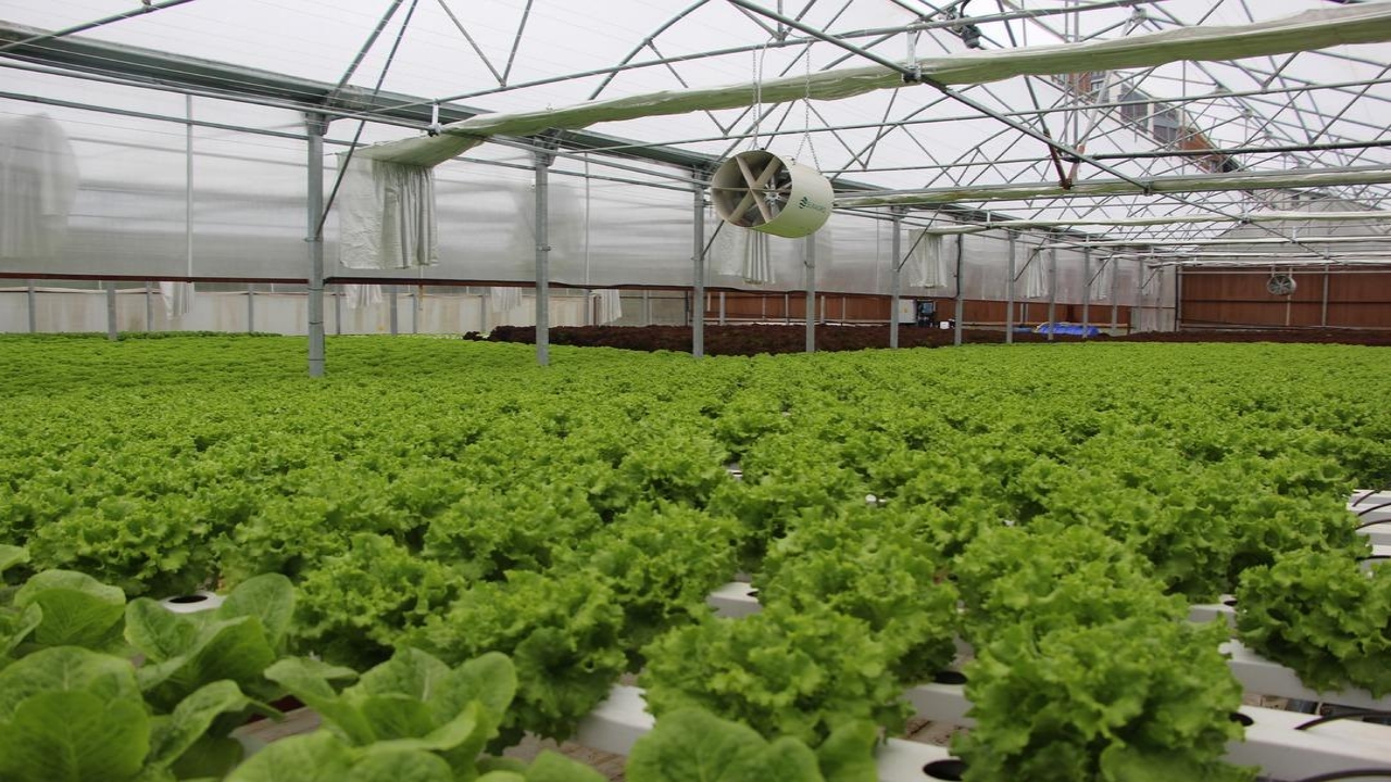 Foto - Amerika’da görüp Trabzon’da kurdu! "Bundan hiç kimseciklerin haberi yok" dedi! Elif hanım öyle bir şey yapmış ki...
