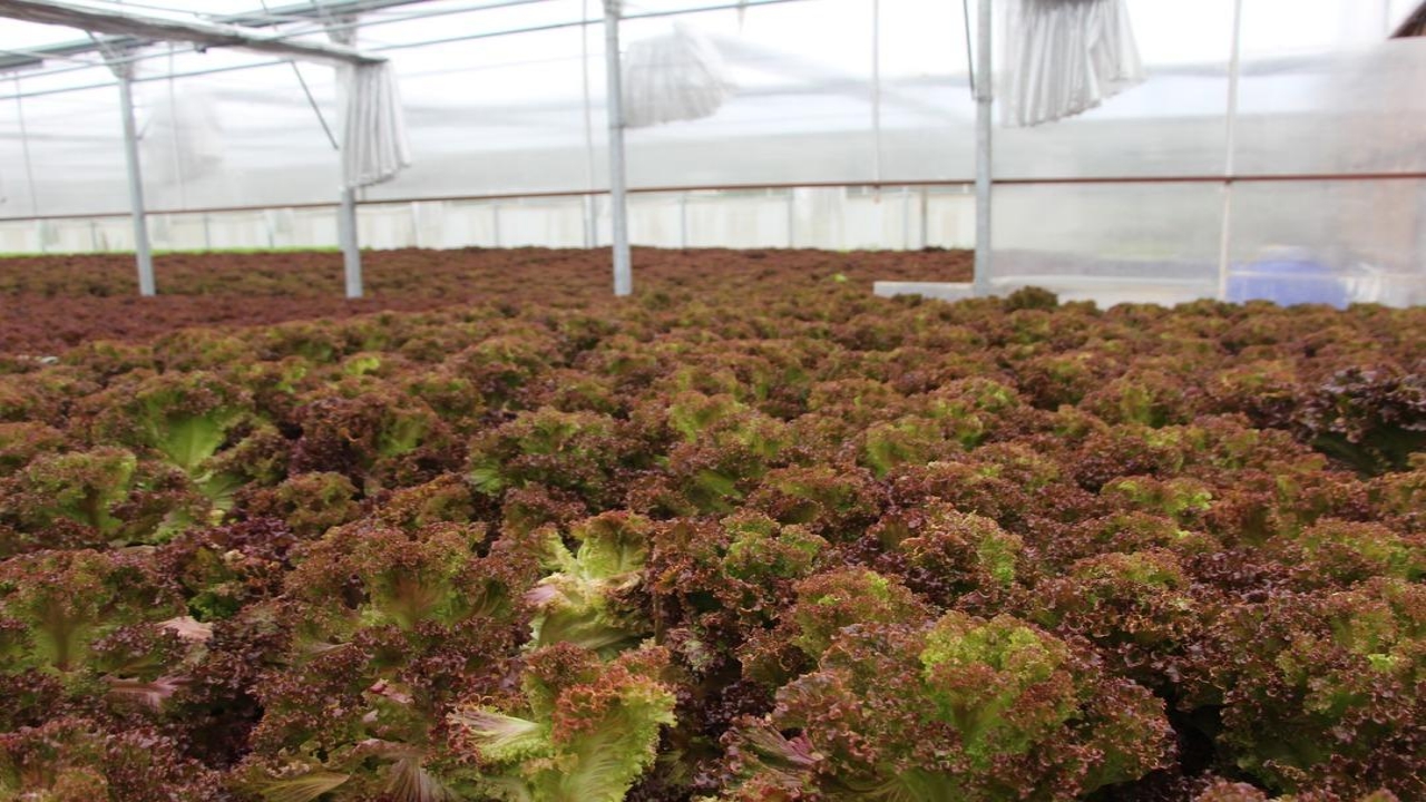 Foto - Amerika’da görüp Trabzon’da kurdu! "Bundan hiç kimseciklerin haberi yok" dedi! Elif hanım öyle bir şey yapmış ki...