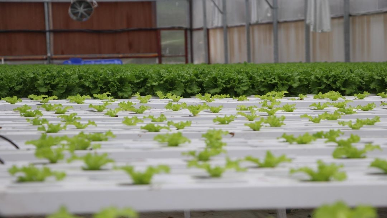 Foto - Amerika’da görüp Trabzon’da kurdu! "Bundan hiç kimseciklerin haberi yok" dedi! Elif hanım öyle bir şey yapmış ki...