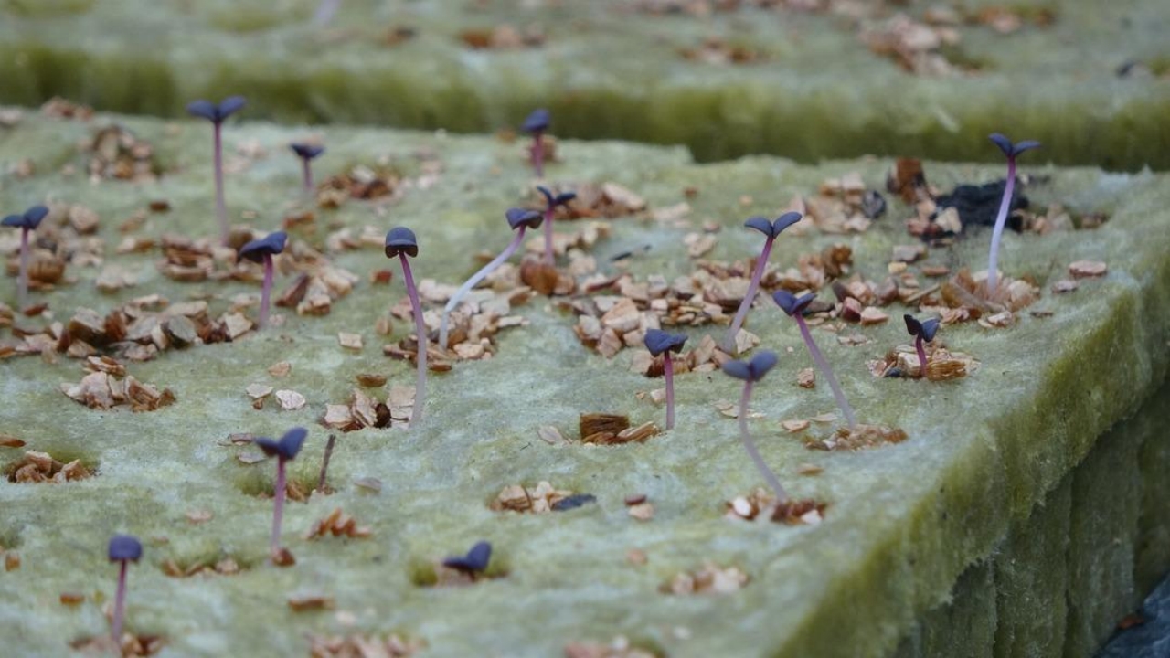Foto - Amerika’da görüp Trabzon’da kurdu! "Bundan hiç kimseciklerin haberi yok" dedi! Elif hanım öyle bir şey yapmış ki...