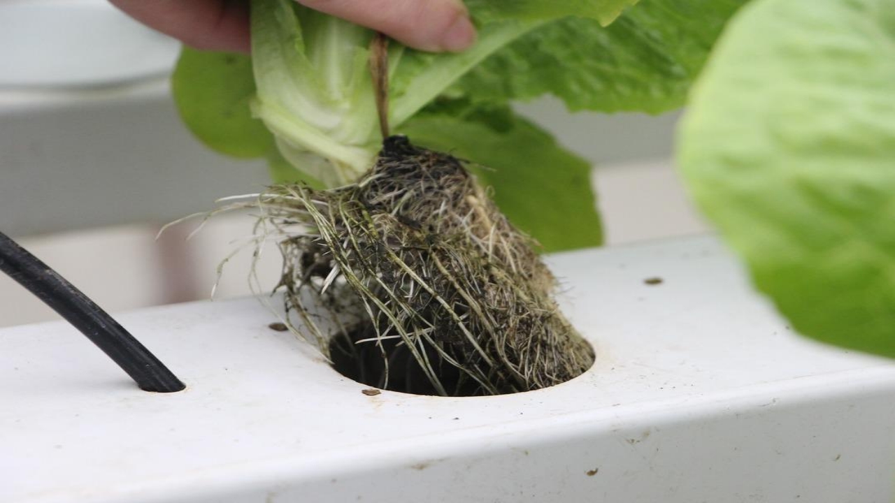 Foto - Amerika’da görüp Trabzon’da kurdu! "Bundan hiç kimseciklerin haberi yok" dedi! Elif hanım öyle bir şey yapmış ki...