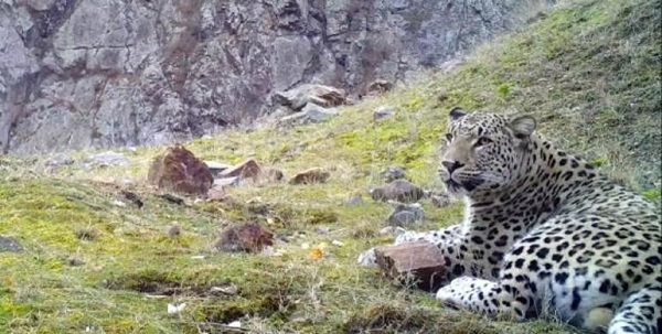 Foto - Anadolu parsının DNA'sı alındı