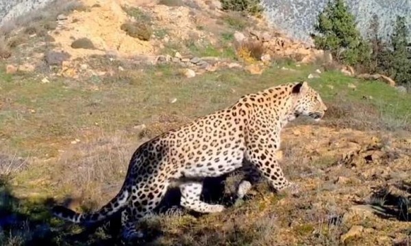 Anadolu parsının DNA'sı alındı