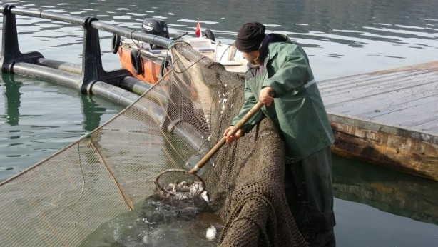 Foto - Anadolu'da denizi olmayan şehirden somon ihracatı!