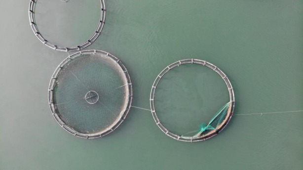 Foto - Anadolu'da denizi olmayan şehirden somon ihracatı!