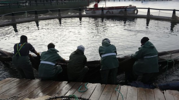 Foto - Anadolu'da denizi olmayan şehirden somon ihracatı!