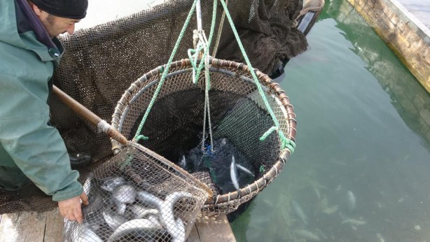 Foto - Anadolu'da denizi olmayan şehirden somon ihracatı!