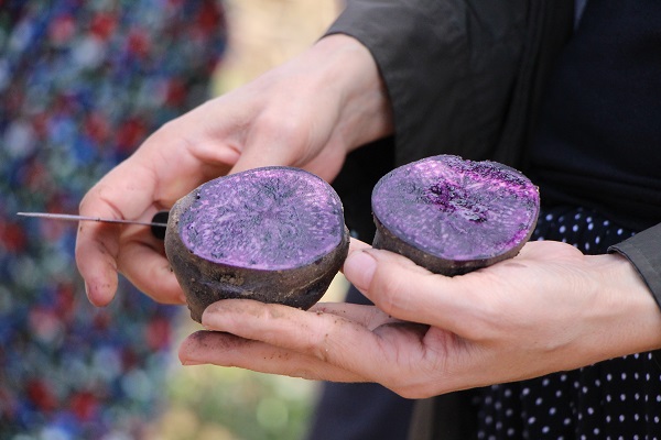 Foto - Anadolu'da yayılmaya başladı! Bu patatesin faydaları saymakla bitmiyor