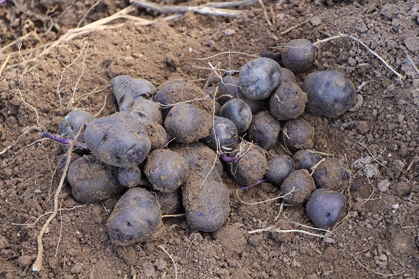 Foto - Anadolu'da yayılmaya başladı! Bu patatesin faydaları saymakla bitmiyor