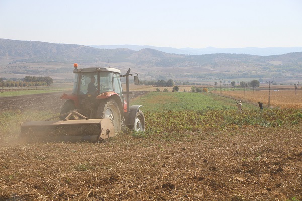 Foto - Anadolu'da yayılmaya başladı! Bu patatesin faydaları saymakla bitmiyor