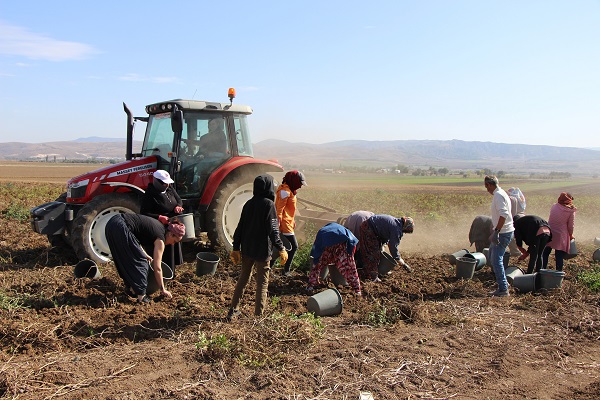 Foto - Anadolu'da yayılmaya başladı! Bu patatesin faydaları saymakla bitmiyor
