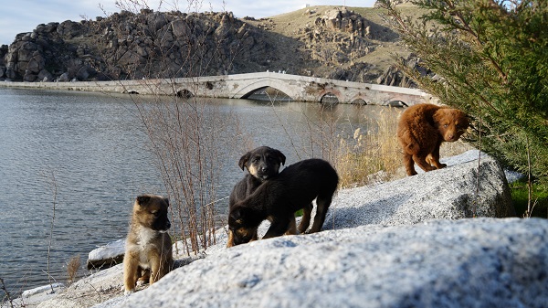 Foto - Anadolu'daki ilk yerleşim yerlerinden! Selçuklu yadigarı köprü boş kalmıyor