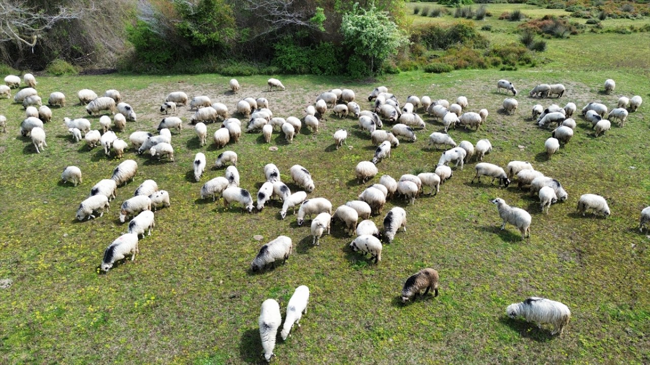 Anadolu'nun cömert ev sahibi Yayla göçünde sürülere nefes oluyor