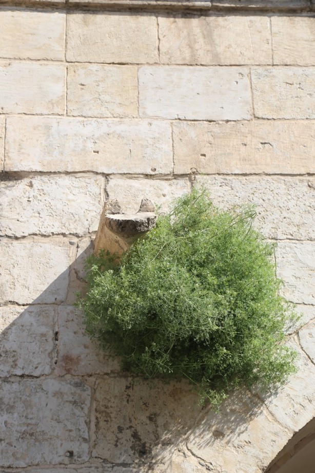Foto - Anadolu'nun eşsiz başyapıtlarından Şanlıurfa Ulu Camii
