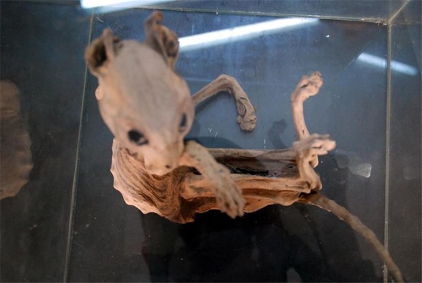 Foto - Anahtarcı dükkanında gizemli iskelet