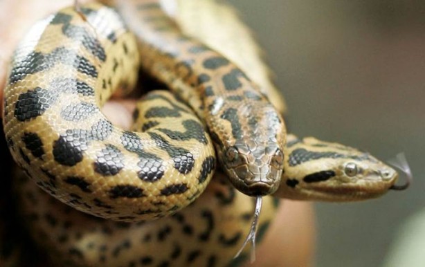 Foto - Anakondanın büyük büyükannesi ortaya çıktı! Tek ısırıkta 20 insan yer! Resmen devasa