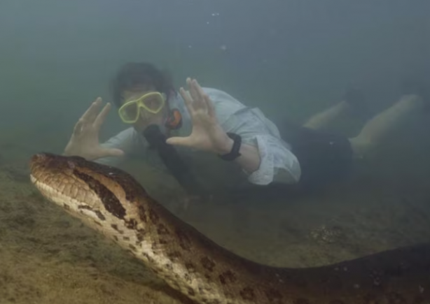 Foto - Anakondanın büyük büyükannesi ortaya çıktı! Tek ısırıkta 20 insan yer! Resmen devasa