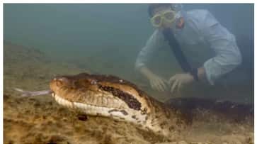 Foto - Anakondanın büyük büyükannesi ortaya çıktı! Tek ısırıkta 20 insan yer! Resmen devasa